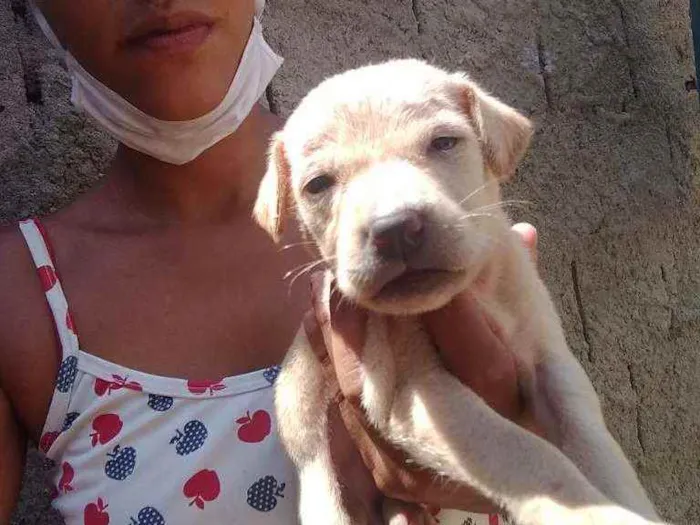Cachorro raça Srd idade Abaixo de 2 meses nome Filhotes