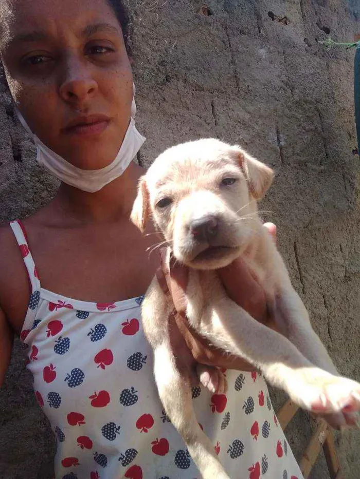 Cachorro raça Srd idade Abaixo de 2 meses nome Filhote