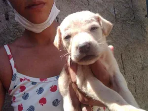 Cachorro raça Srd idade Abaixo de 2 meses nome Filhote