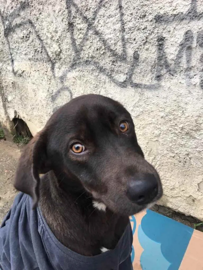 Cachorro ra a SRD idade 2 anos nome Caramelo