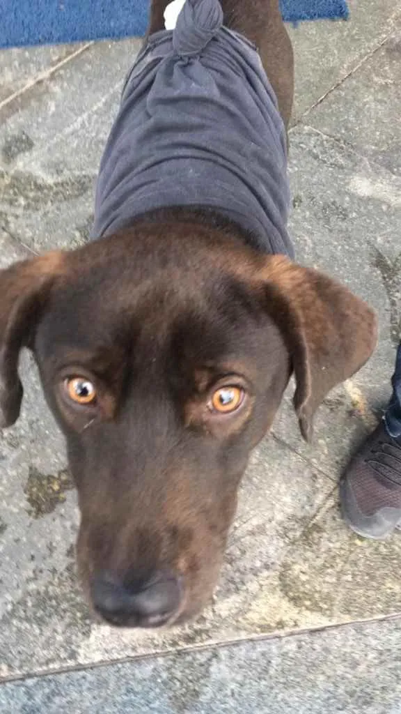 Cachorro ra a SRD idade 2 anos nome Caramelo