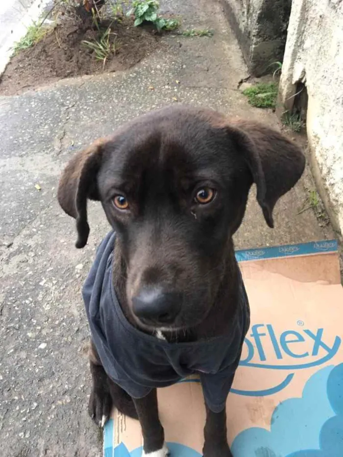 Cachorro ra a SRD idade 2 anos nome Caramelo