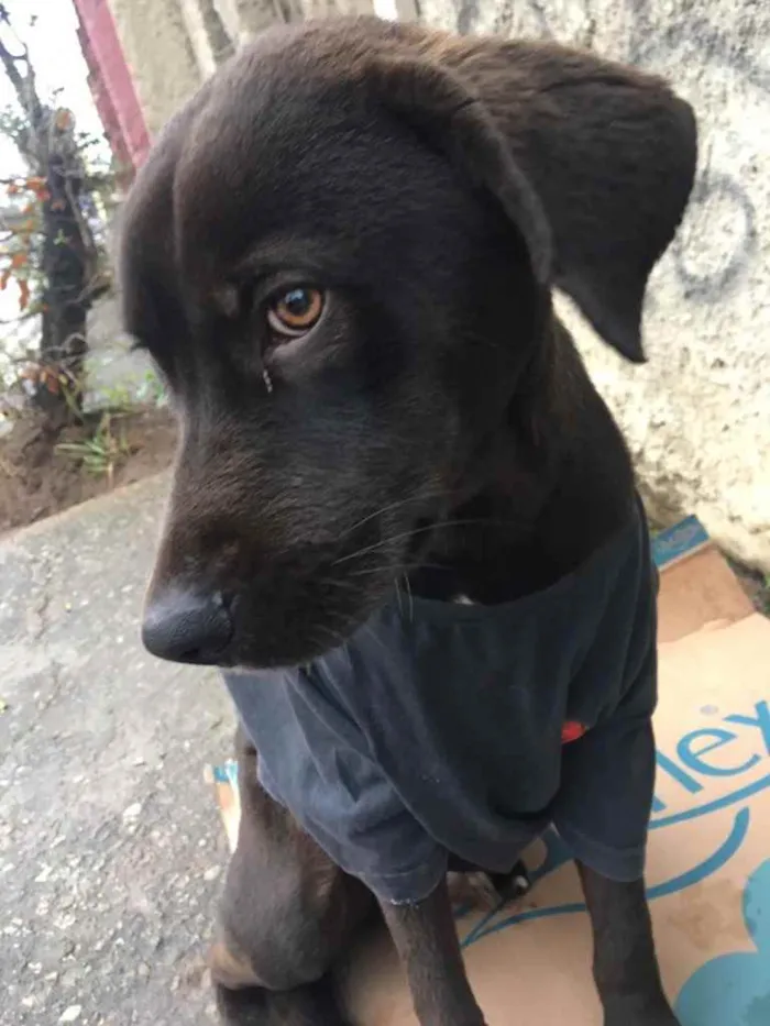 Cachorro ra a SRD idade 2 anos nome Caramelo