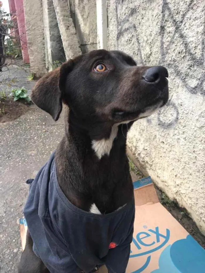 Cachorro ra a SRD idade 2 anos nome Caramelo