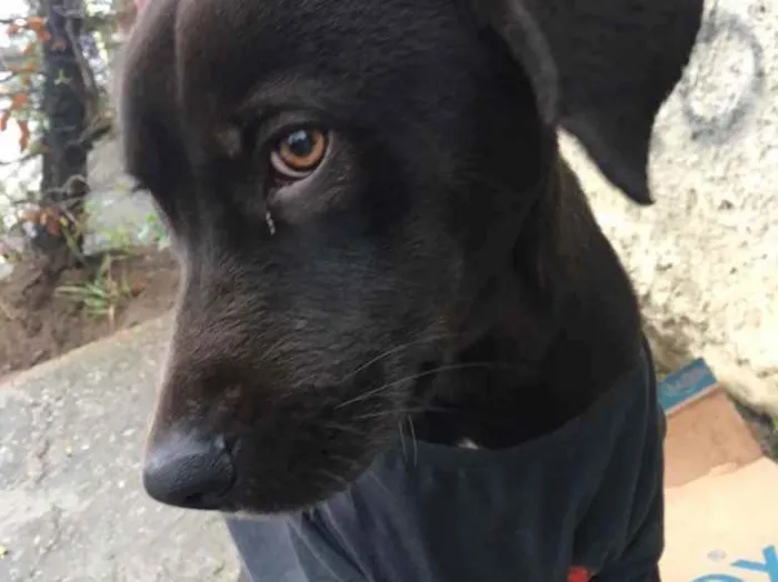 Cachorro ra a SRD idade 2 anos nome Caramelo