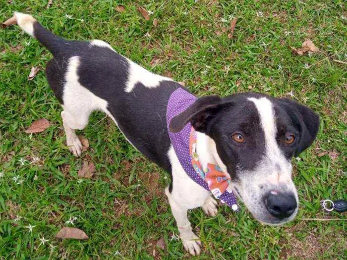 Cachorro raça Vira lata idade 2 anos nome Federal