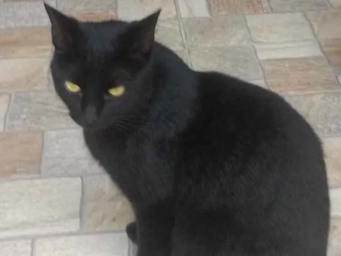 Gato raça SRD idade 1 ano nome Leila 
