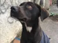 Caramelo