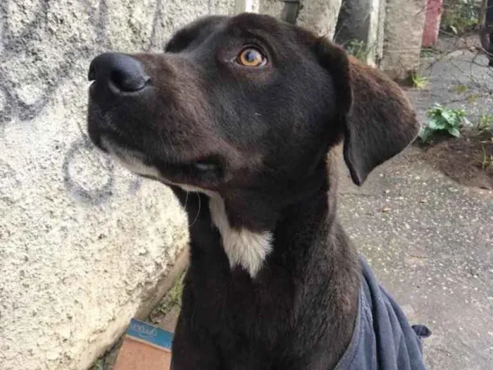 Cachorro ra a SRD idade 2 anos nome Caramelo