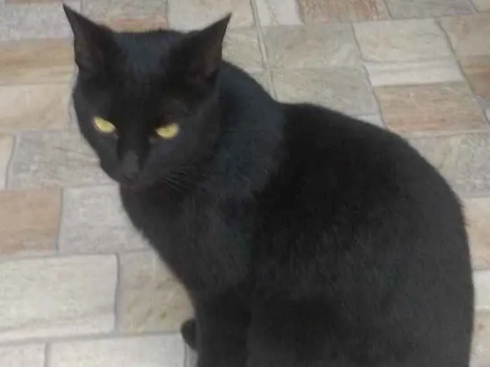 Gato raça SRD idade 1 ano nome Leila 