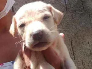 Cachorro raça Srd idade Abaixo de 2 meses nome Filhotes