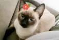 Safira 