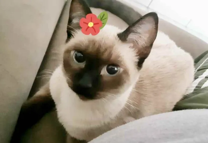 Gato ra a Mestiça  idade 2 a 6 meses nome Safira 