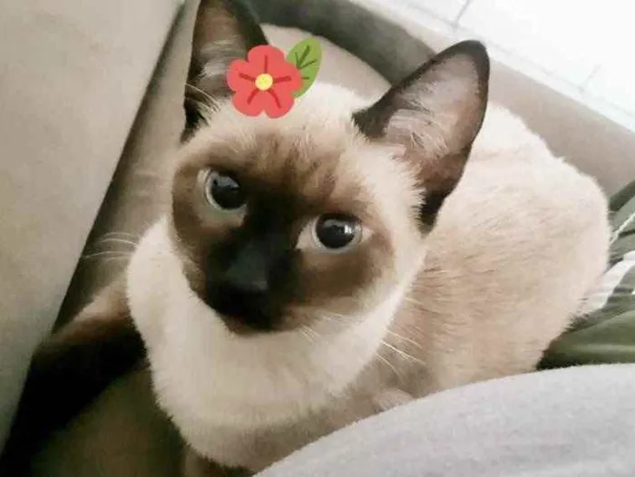 Gato ra a Mestiça  idade 2 a 6 meses nome Safira 