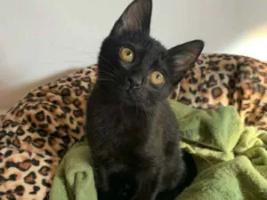 Gato raça Srd idade 2 a 6 meses nome Lua