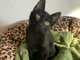 Lua