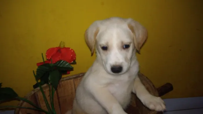 Cachorro ra a Provável mestiços de labrador idade Abaixo de 2 meses nome FILHOTES LER DESCRIÇ