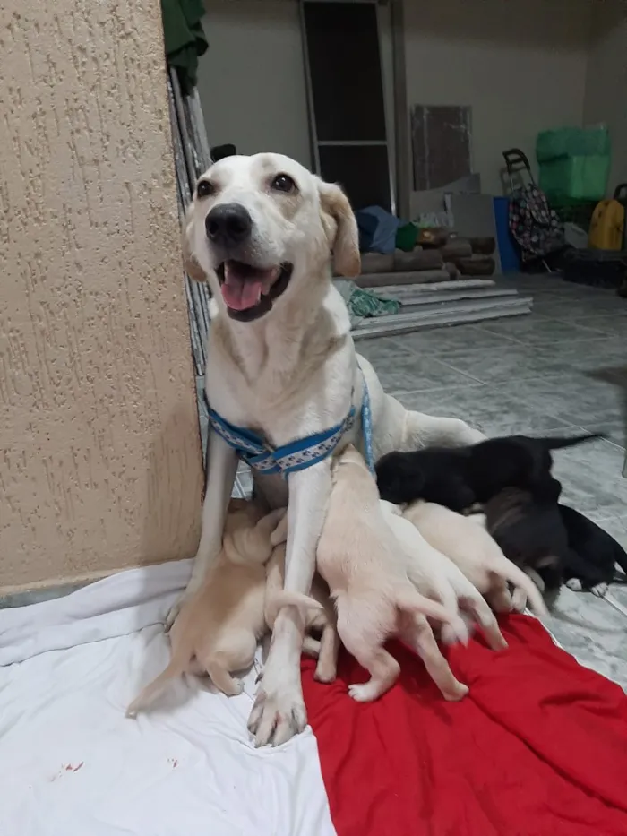Cachorro ra a Provável mestiços de labrador idade Abaixo de 2 meses nome FILHOTES LER DESCRIÇ