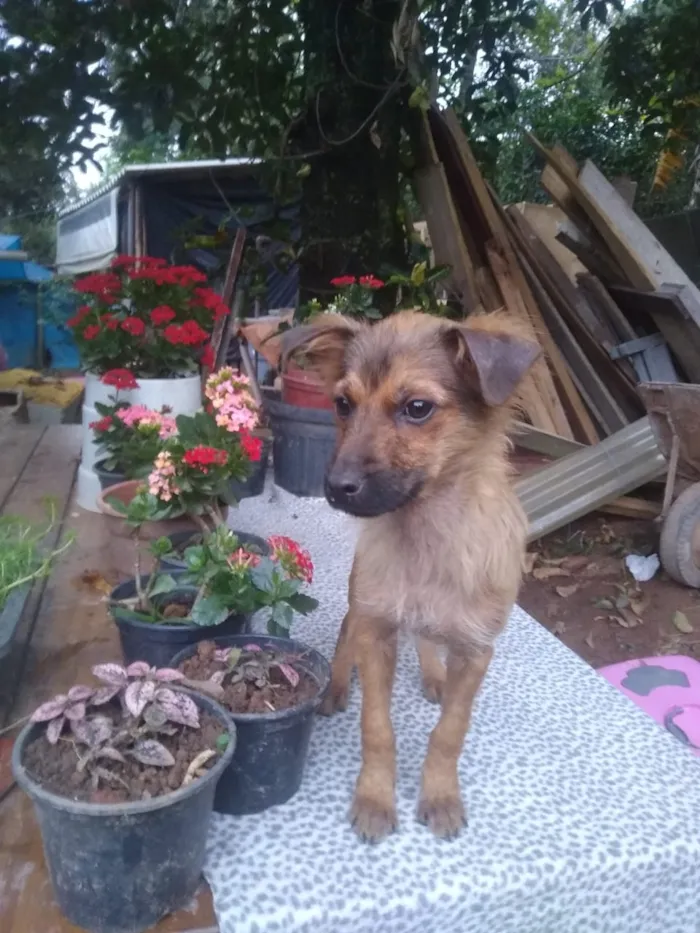 Cachorro ra a Srd idade 2 a 6 meses nome Contato por whatszap