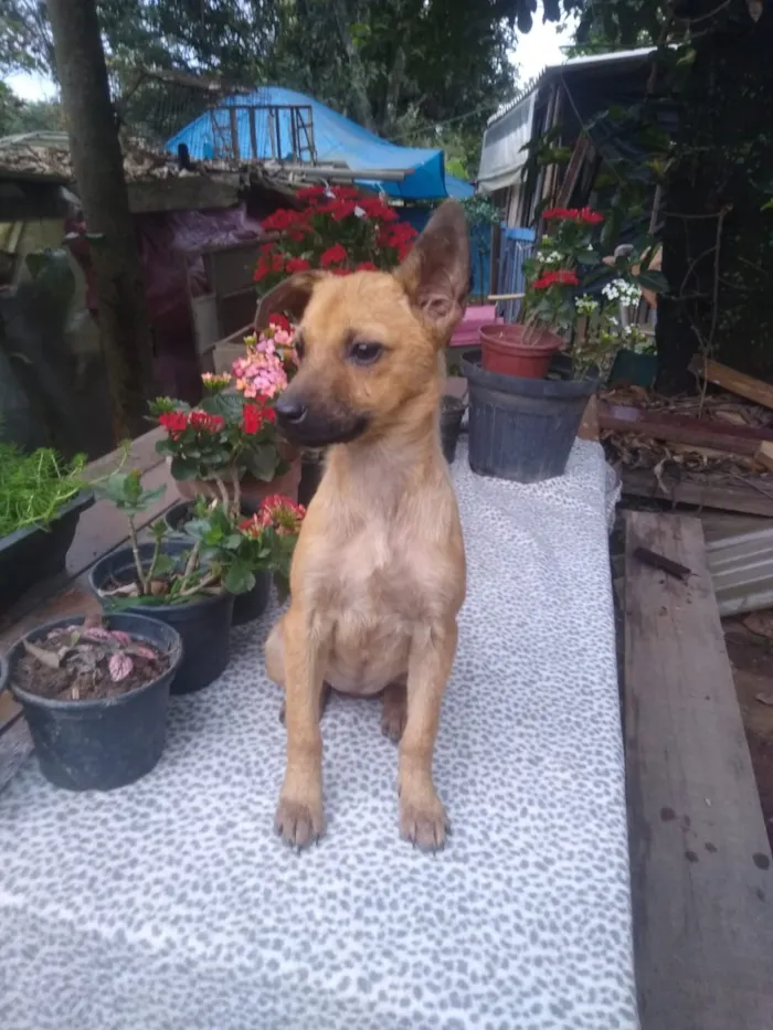 Cachorro ra a Srd idade 2 a 6 meses nome Contato por whatszap