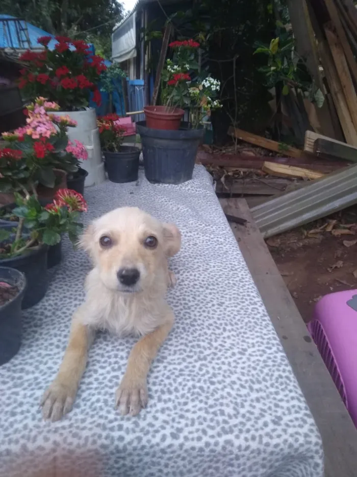 Cachorro ra a Srd idade 2 a 6 meses nome Contato por whatszap
