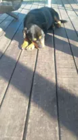 Bob