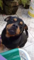 Bob