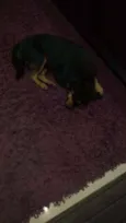 Bob
