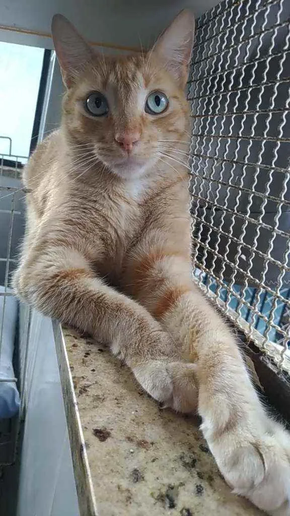 Gato ra a Srd idade 2 anos nome Arthur