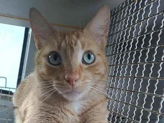 Gato ra a Srd idade 2 anos nome Arthur