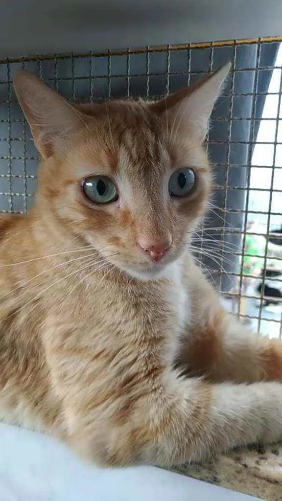 Gato ra a Srd idade 2 anos nome Arthur