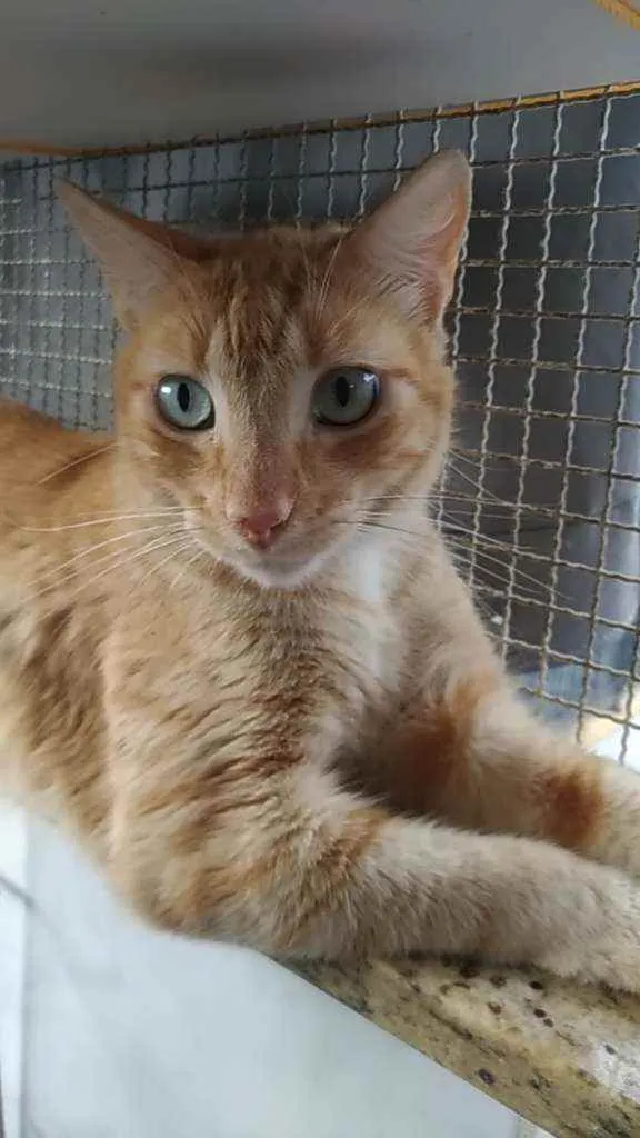 Gato ra a Srd idade 2 anos nome Arthur
