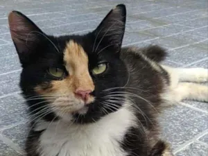 Gato raça Srd idade 1 ano nome Princesa