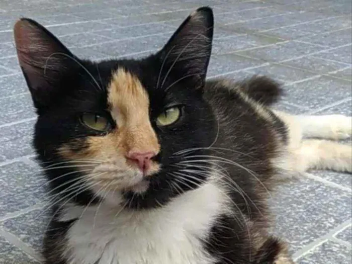 Gato ra a Srd idade 1 ano nome Princesa