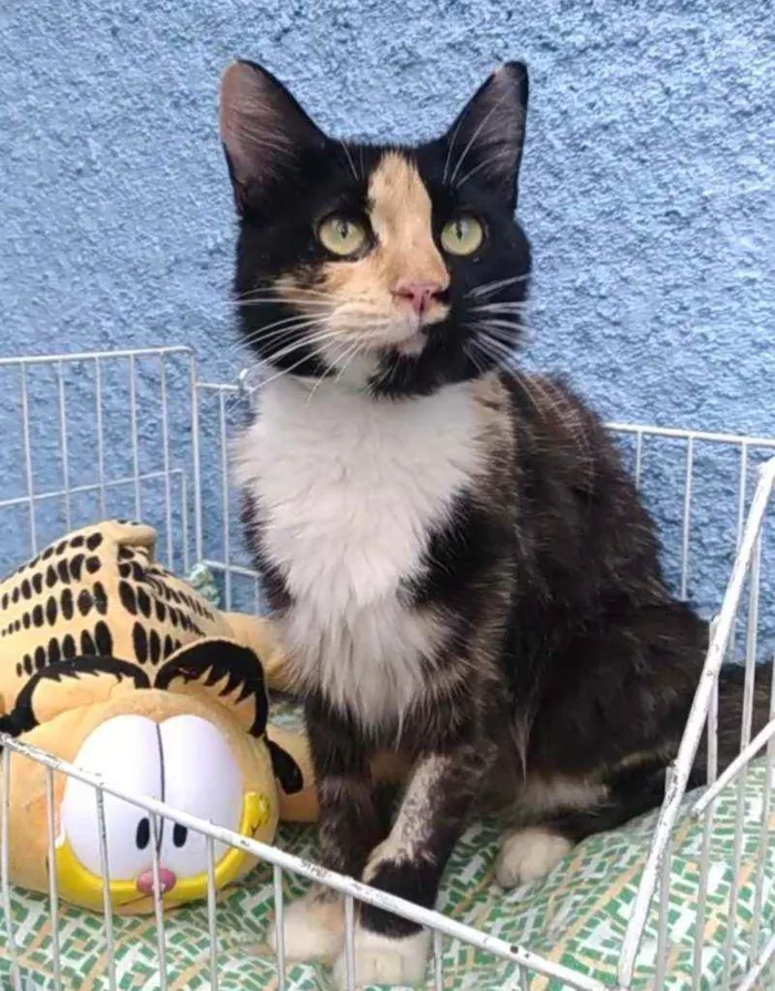 Gato ra a Srd idade 1 ano nome Princesa