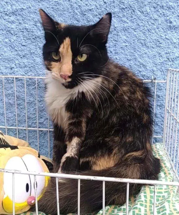 Gato ra a Srd idade 1 ano nome Princesa