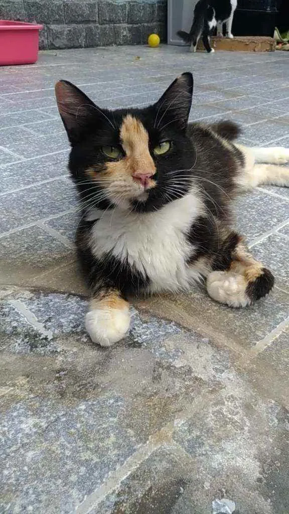 Gato ra a Srd idade 1 ano nome Princesa