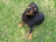 Bob