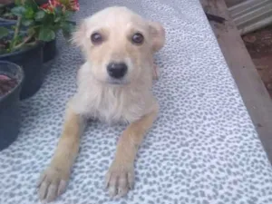 Cachorro raça Srd idade 2 a 6 meses nome Contato por whatszap