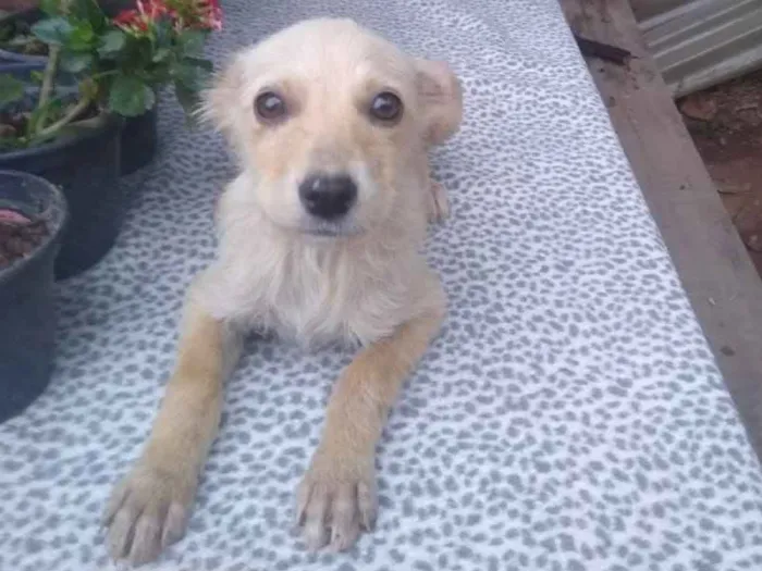 Cachorro ra a Srd idade 2 a 6 meses nome Contato por whatszap