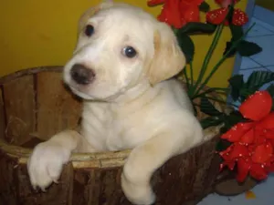 Cachorro raça Provável mestiços de labrador idade Abaixo de 2 meses nome FILHOTES LER DESCRIÇ