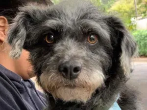 Cachorro raça Srd idade  nome Tobias