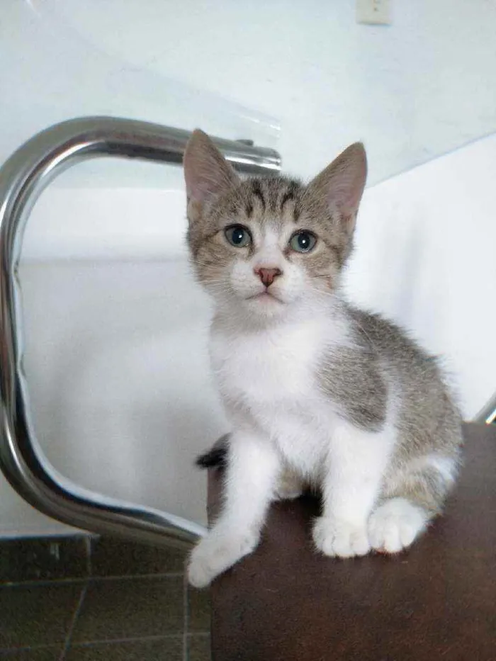Gato ra a SRD idade 2 a 6 meses nome Malu