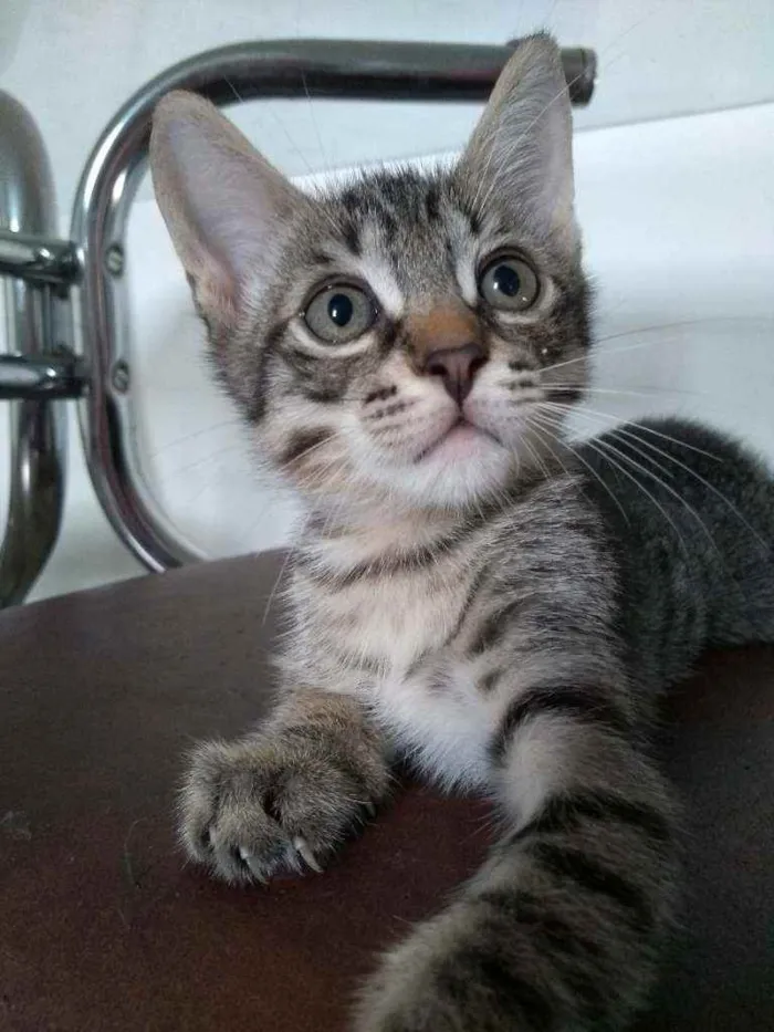 Gato ra a SRD idade 2 a 6 meses nome Zeca