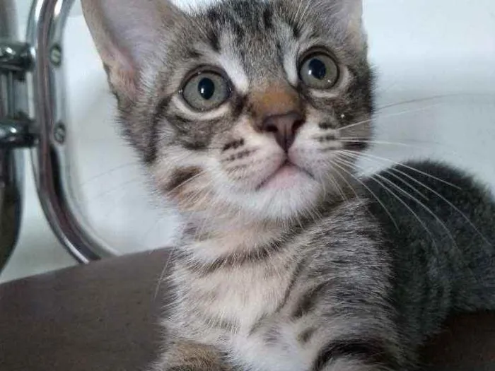 Gato ra a SRD idade 2 a 6 meses nome Zeca