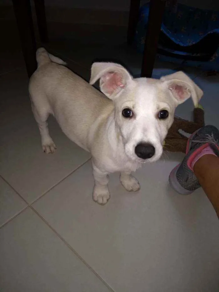 Cachorro ra a Sem raça definida idade 2 a 6 meses nome Thor