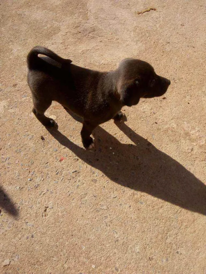Cachorro ra a Vira lata idade Abaixo de 2 meses nome Ainda não coloquei 