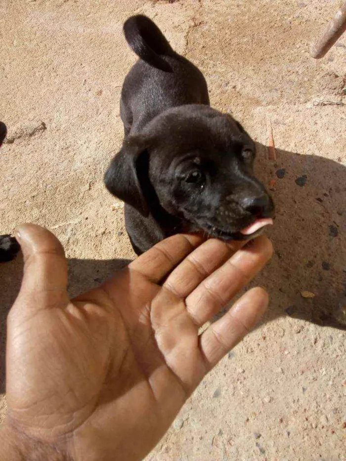 Cachorro ra a Vira lata idade Abaixo de 2 meses nome Ainda não coloquei 
