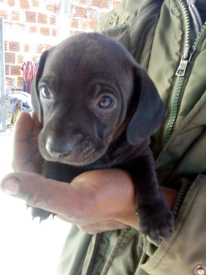 Cachorro ra a Vira lata idade Abaixo de 2 meses nome Ainda não coloquei 