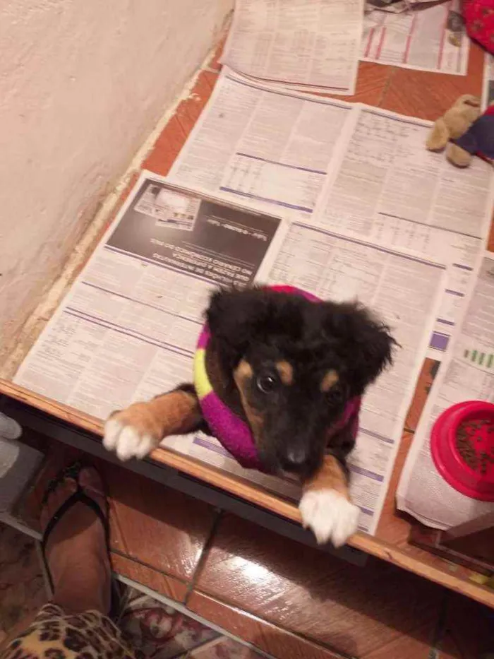 Cachorro ra a Nao idade 2 a 6 meses nome Floquinho